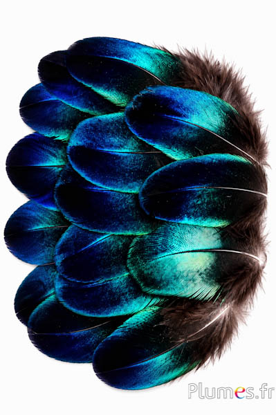 Pauw blauw saffier - 6-8 cm - blauw natuurlijk metallic
